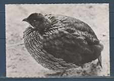 CPSM vers 1960  nature  faune