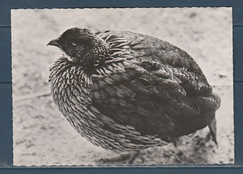 Cpsm vers 1960 nature - 1960,