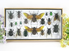 Pièce unique, véritables