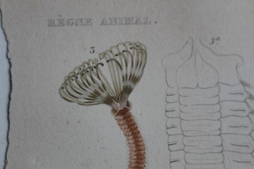 Annelides engraving animal - annelides,