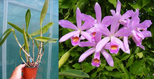 Cattlianthe meadii - (cattleya),