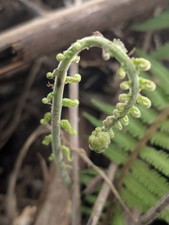 EX RARE LIVE Bare plant 