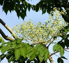 Aralia elata - Arbre