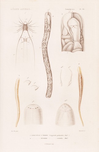 Linguatula nasenwurm vers - linguatula,