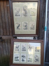 Gravures Anciennes Animaux