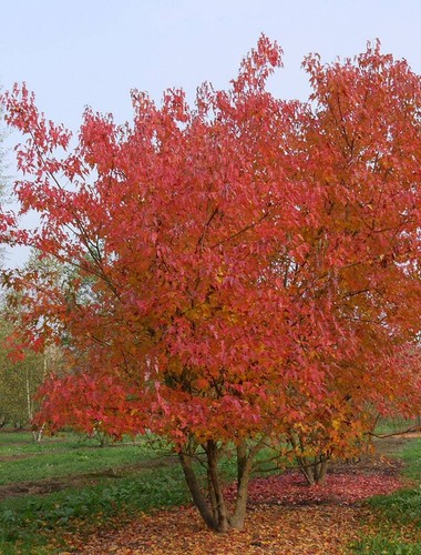 Graines acer ginnala - acer,