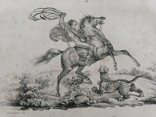 Gaoudcho chasse jaguar cheval - jaguar,