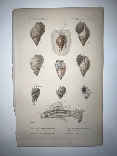 1836 regne animal - 1836,