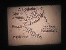 Film 9.5 mm Pathé : Les