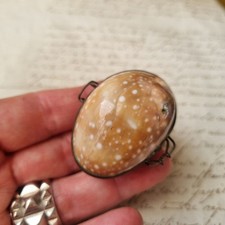 Boite Porte Monnaie avec Coquillages Cyprae Vintage Monture en Laiton Shell Box