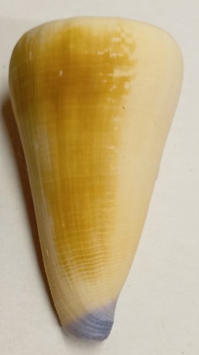 Conus virgo - (lividoconus),