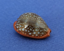 Cypraea Citrina Dauphinensis