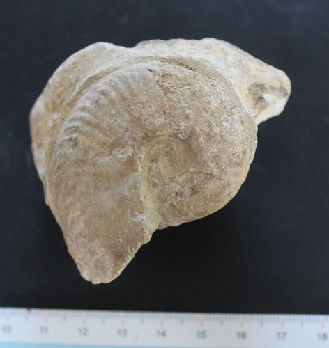 Ammonite fossile toarcien - ammonite,