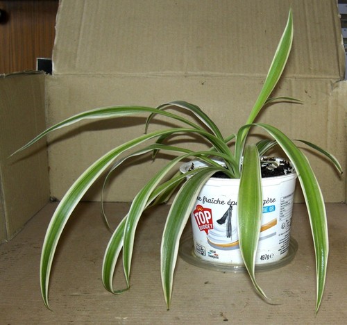 Jeune chlorophytum 1 - jeune,
