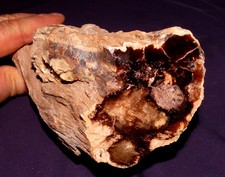 Bois Pétrifié Mcdermitt