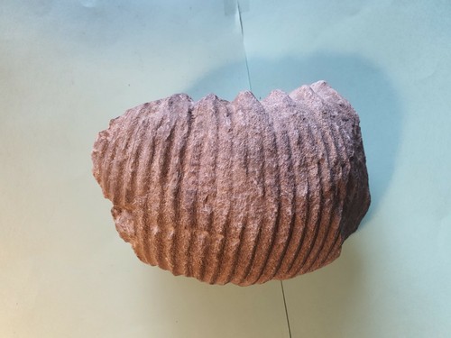 Fossile coquillage 130 - de,