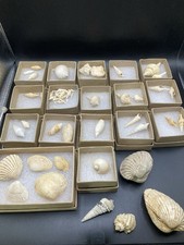 Nice Collection of 35 seashells fossils miocene shells - bassin d'Aquitaine