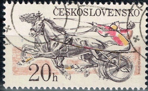 Czech sport horse - sport,