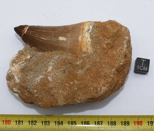 Dent mosasaurus anceps sur - de,