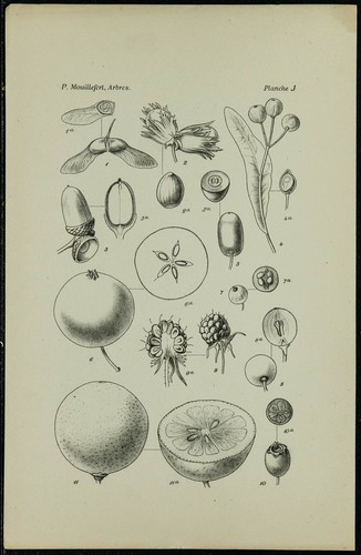 1898ca fruits et graines - et,
