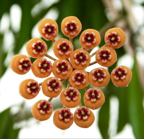 Hoya waymaniae fleur de - fleur,