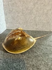 Cabinet de curiosité Limule  1970 