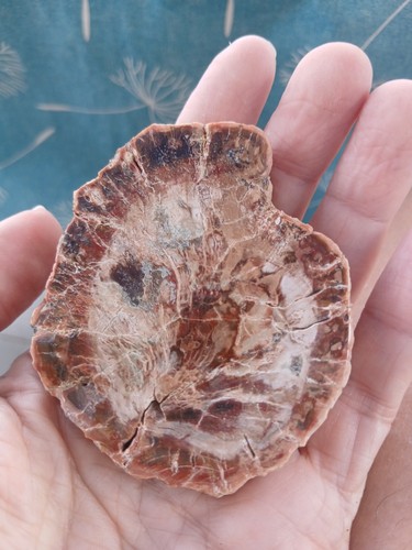 Tranche bois fossile 108 - bois,