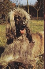 Carte postale postcard 10x15cm ANIMAUX chien dog cane perro LEVRIER AFGHAN