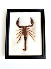Vrai scorpion géant - vrai,