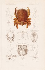 Ranina Dentata Crabes Gravure