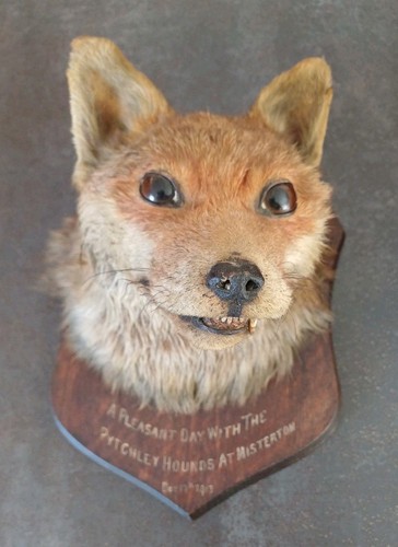 Tête renard naturalisé - tête, de