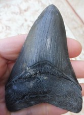 Megalodon Dent (Faint