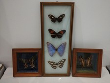 LOT DE cadre papillons encadré sous verre