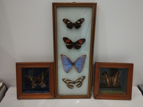Lot cadre papillons - lot,