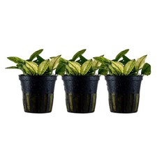 Plante D'Aquarium 3 Pièce