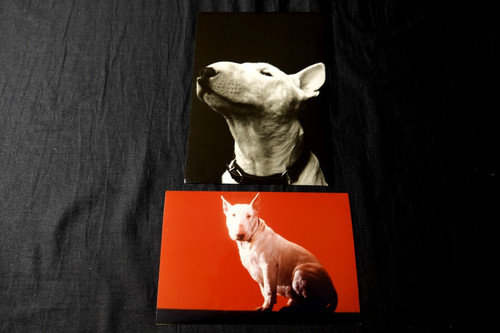 Baxter bull terrier - baxter, photos