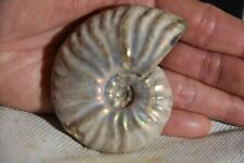 RARE ammonite Cleoniceras Madagascariense albien de Mahajanga Madagascar