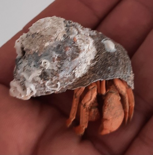 Curiosité coquillage - curiosité,