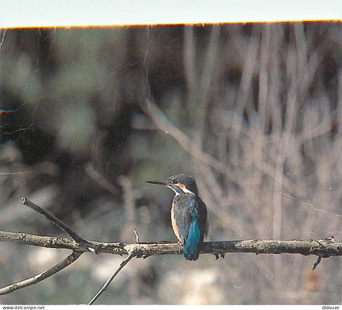 Carte postale animaux - postale,