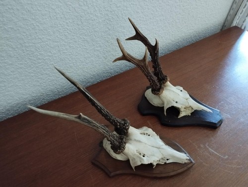 Trophees massacres - 2,