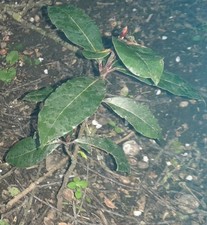 Laurier sauce (branche, 50 feuilles ou 10g) Rameaux