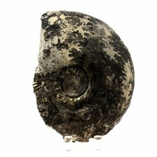 Fossile Ammonite Perilytoceras