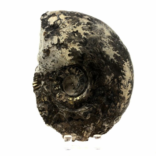 Fossile ammonite perilytoceras - fossile,