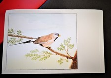 Carte postale - Oiseau - Diamant Bavette - N°29