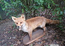 Ancienne taxidermie renard - ancienne,