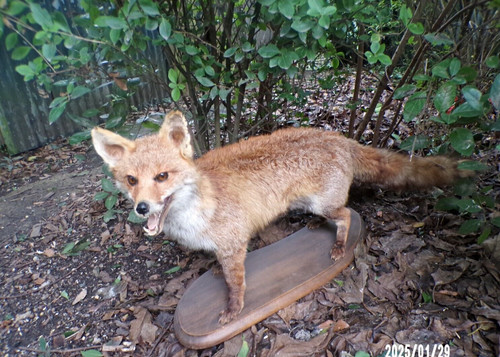 Ancienne taxidermie renard - ancienne,