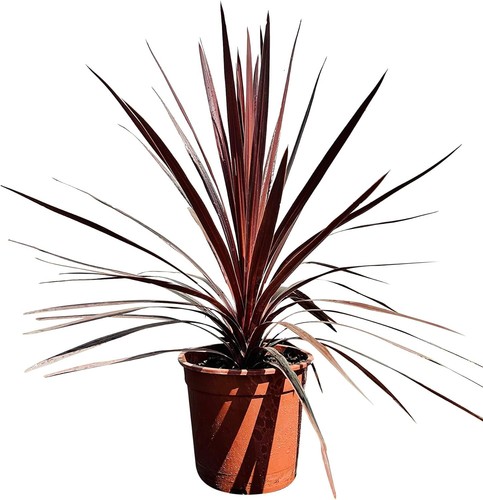 Tropictrees palmier - -,