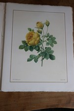BELLE LITHOGRAPHIE DE FLEUR de PIERRE JOSEPH REDOUTE 1939 MOURLOT ROSE JAUNE