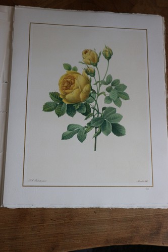 Belle lithographie fleur de - belle,