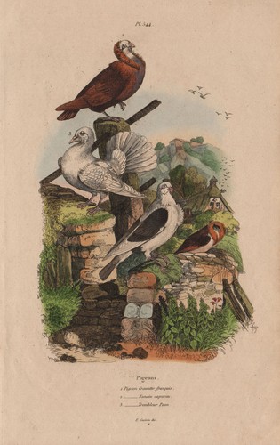 pigeon capucin
